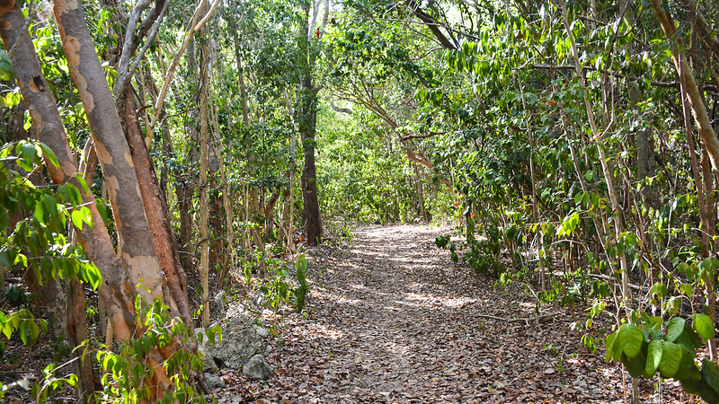 hiking trail at Dagny Johnson State Park in Key Largo