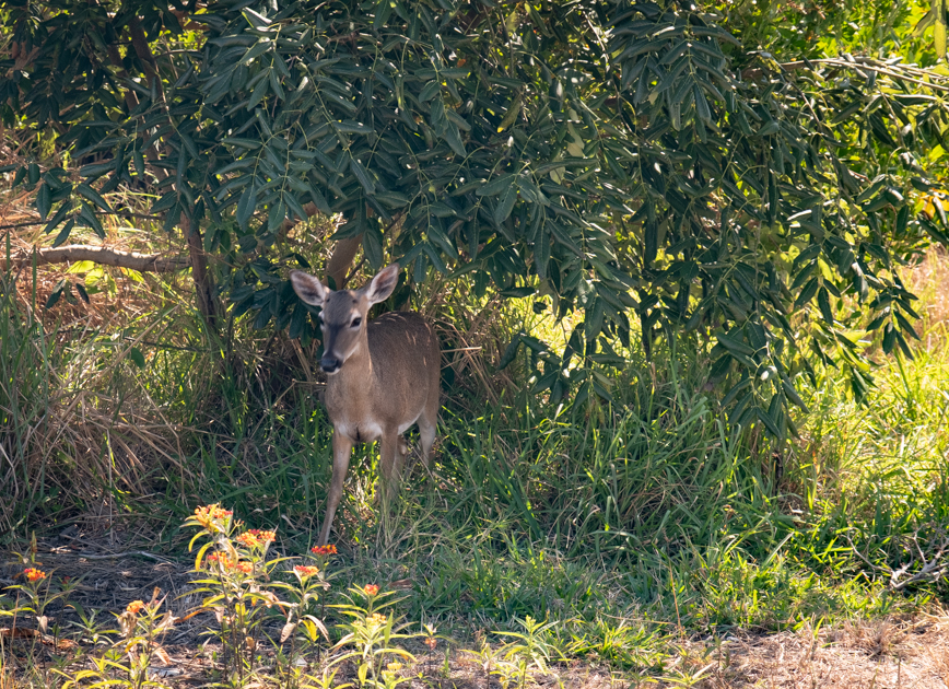 Alt Text:
Key deer standing near road Big Pine Key Florida Keys wildlife