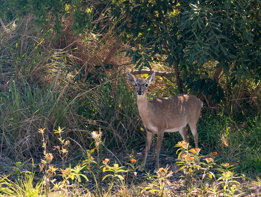 Alt Text:
Key deer walking Big Pine Key Florida Keys roadside wildlife