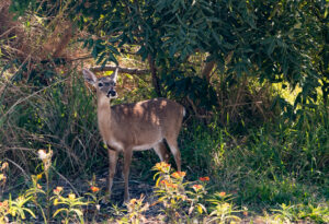 Alt Text: Key deer close up Big Pine Key Florida Keys natural habitat