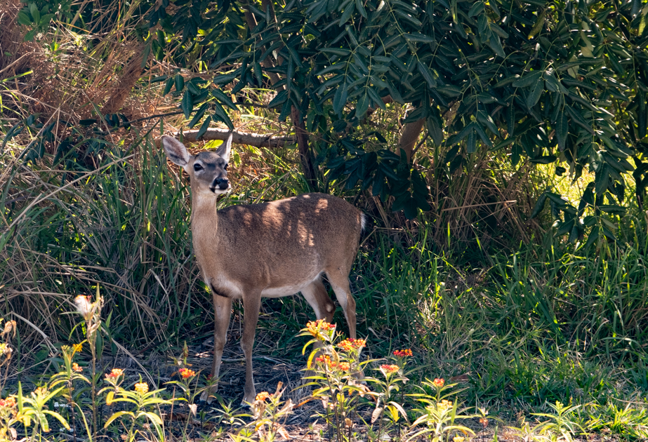 Alt Text: Key deer close up Big Pine Key Florida Keys natural habitat