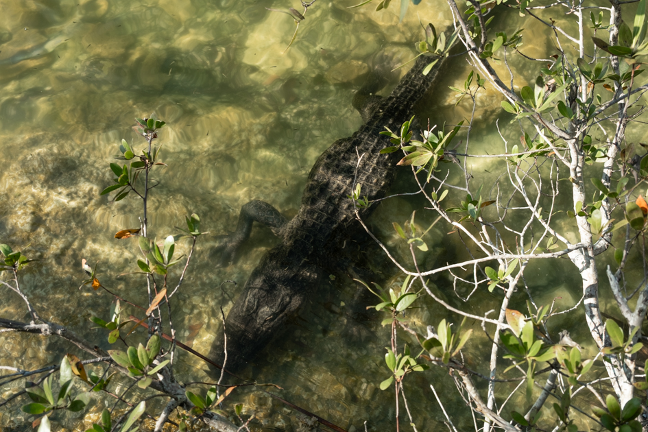 alligator Blue Hole Big Pine Key freshwater lake Florida Keys