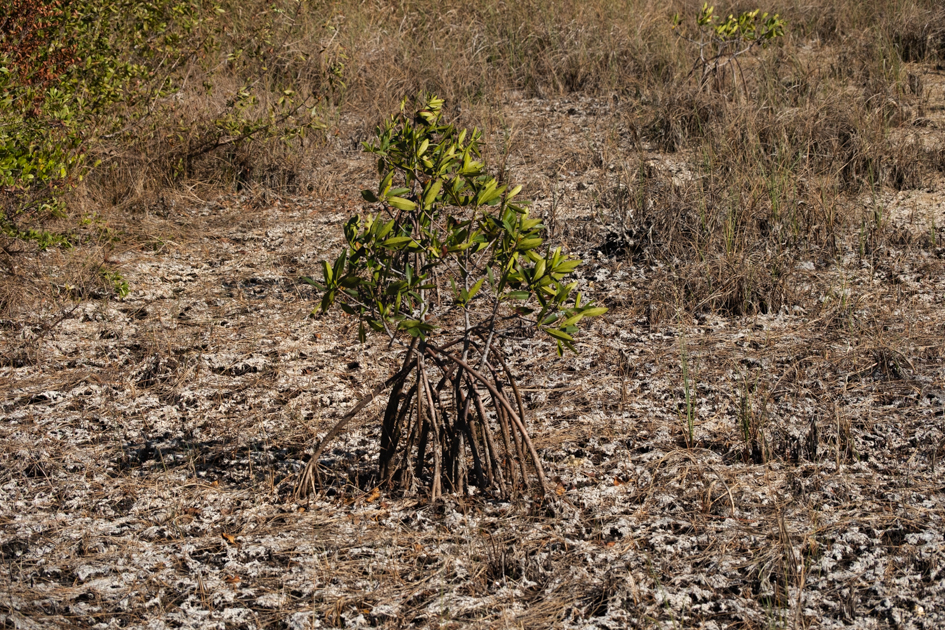 Young red mangrove tree with exposed prop roots growing in dry coastal soil in Key Largo Florida