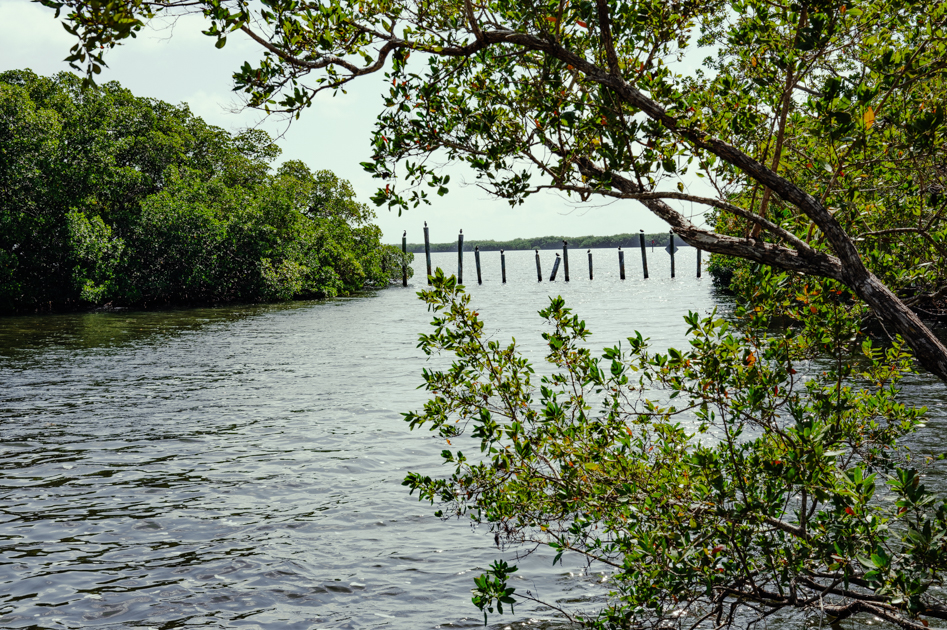Alt Text
Water views along the trail at Dagny Johnson Key Largo Hammock Botanical State Park