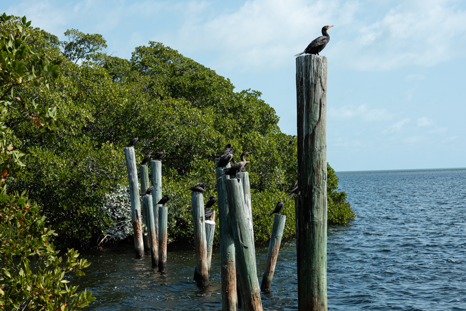 birds on posts at Dagny Johnson State Park in Key Largo