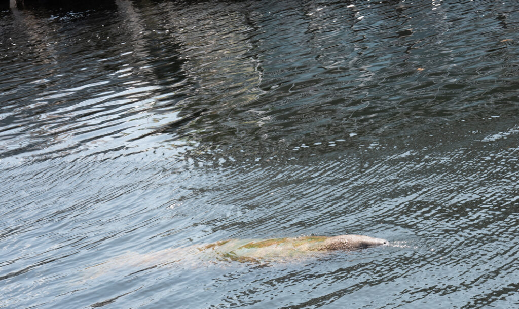 Manatee swimming near dock at Shipwreck Bar and Grill in Key Largo Florida
