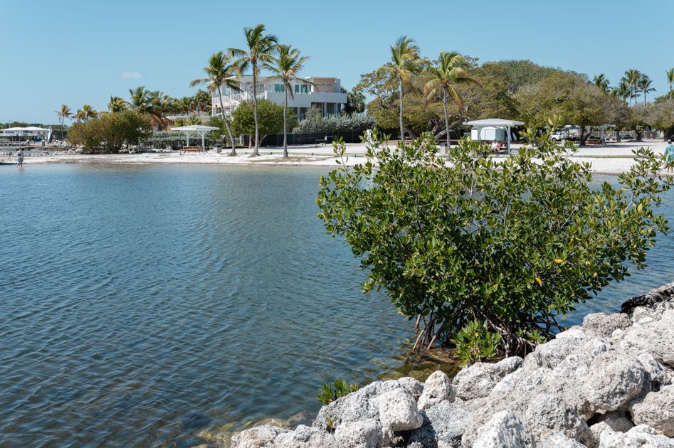 Harry Harris Park in Key Largo with palm trees and calm coastal water
