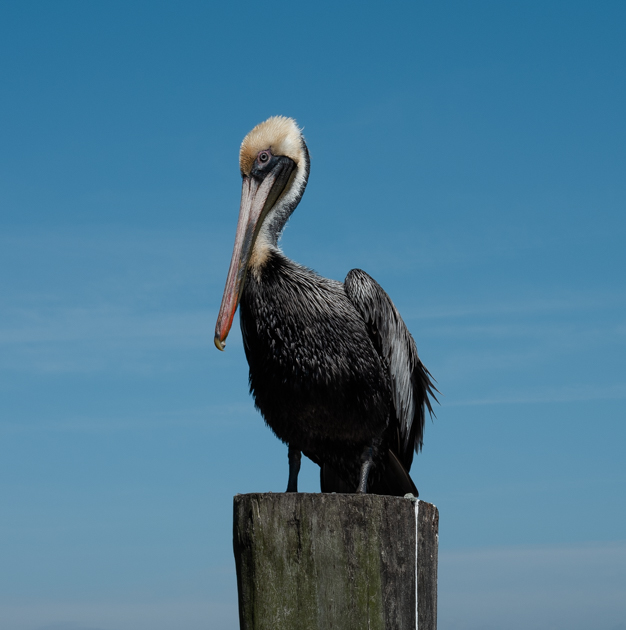 Pelican perched near the Apalachicola waterfront