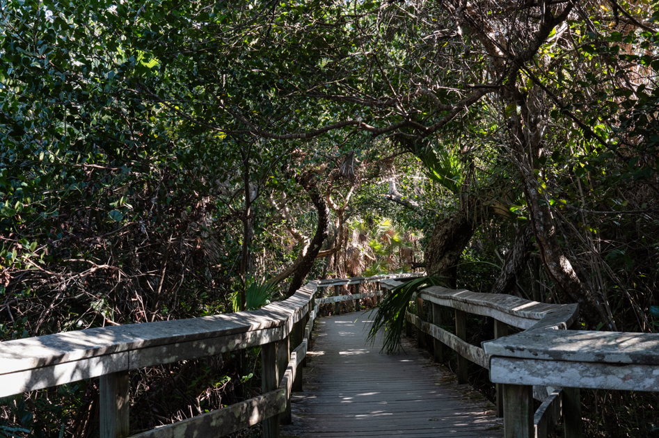 Boardwalk through Mahogany Hammock with dense trees and roots in Everglades National Park
