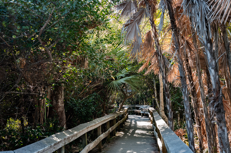 Large mahogany trees and dense foliage along Mahogany Hammock trail in the Everglades
